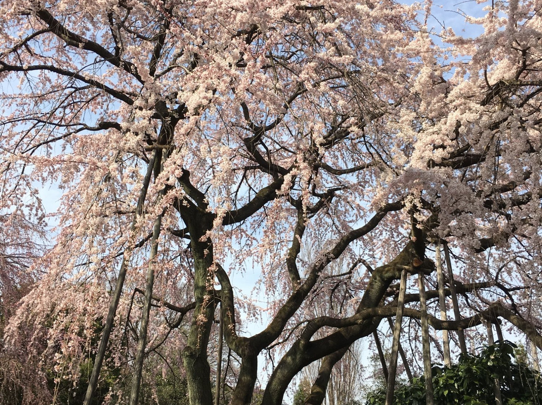Togo-ji Temple-府中市必去景点