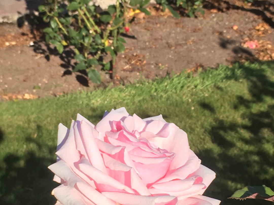 Joan Williamson Rose Garden景点图片