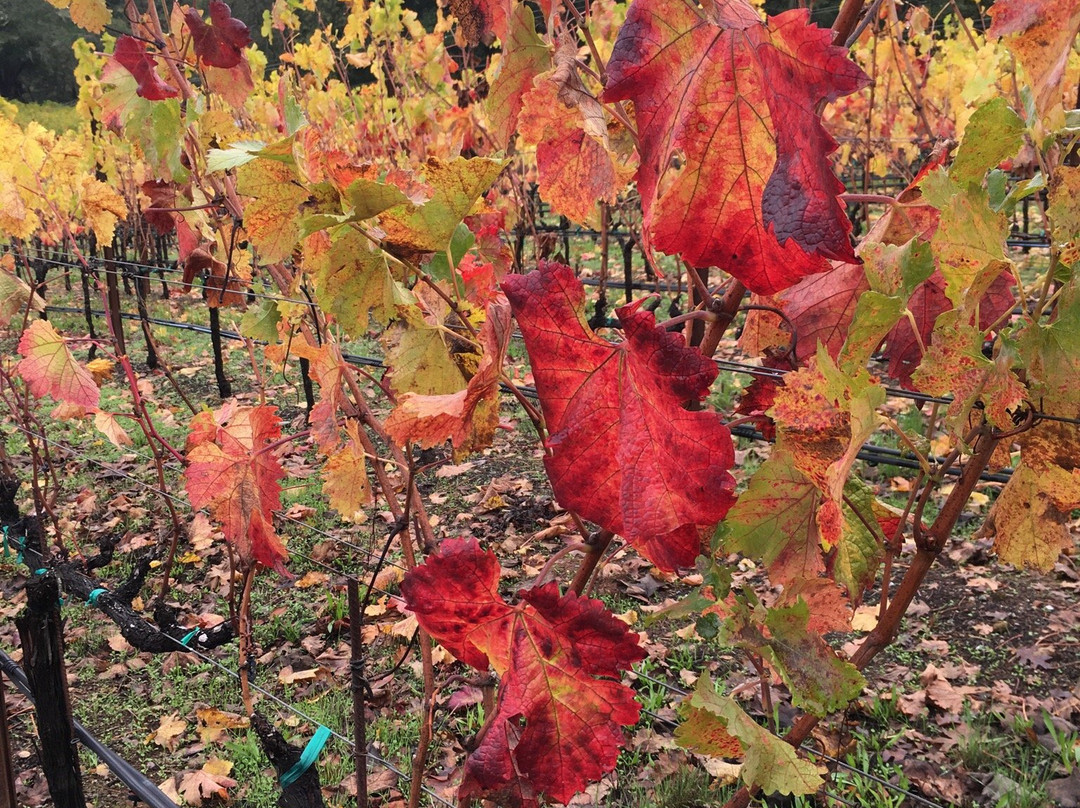 Diamond Creek Vineyards-卡利斯托加必去景点