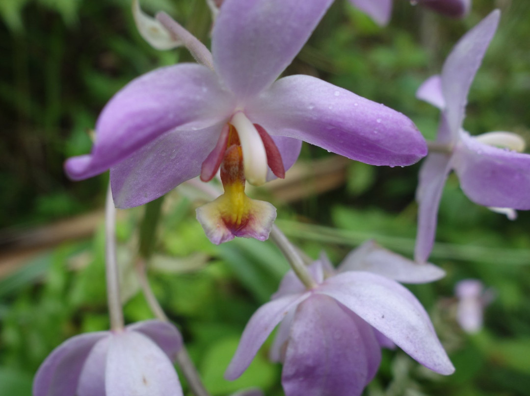 Waisali Rainforest Reserve-萨武萨武必去景点