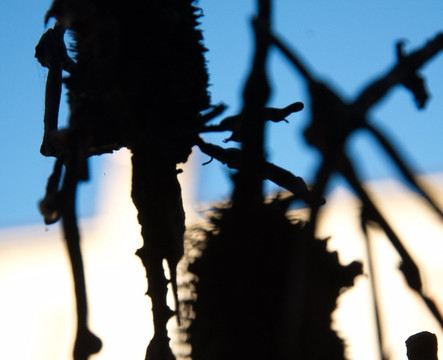 Centro Artistico Alik Cavaliere