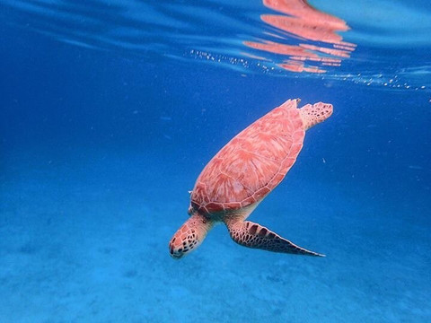 Doubloon Pirate Ships-夏洛特阿马利亚必去景点