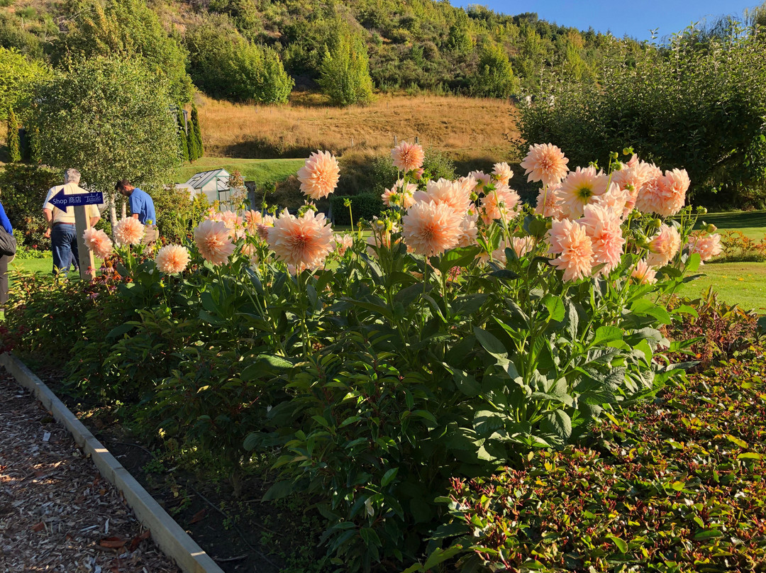 Ben Lomond Lavender-皇后镇必去景点