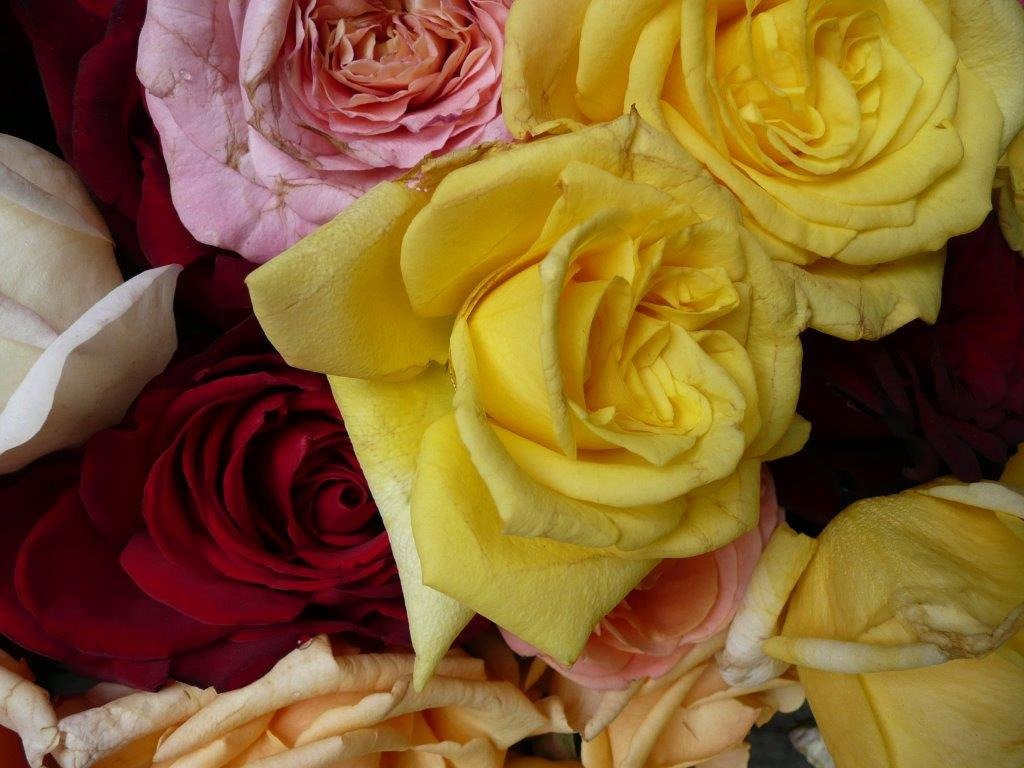 Rosenhof Rosen & Wein景点图片