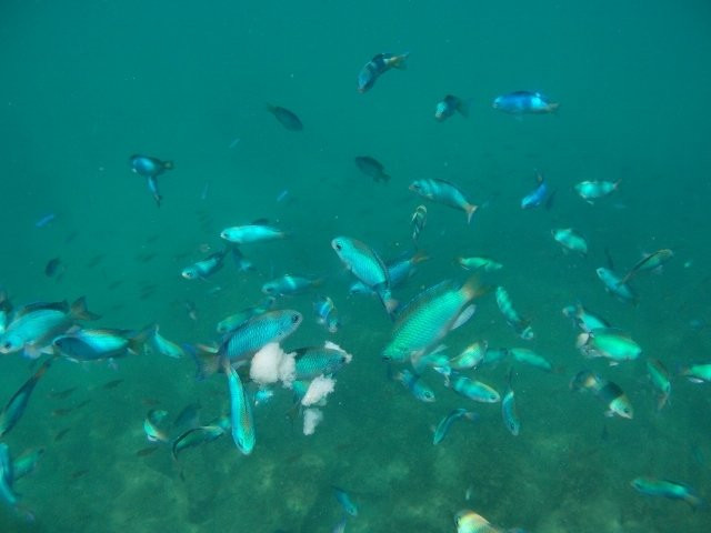 Rinkaiura Beach-白滨町必去景点