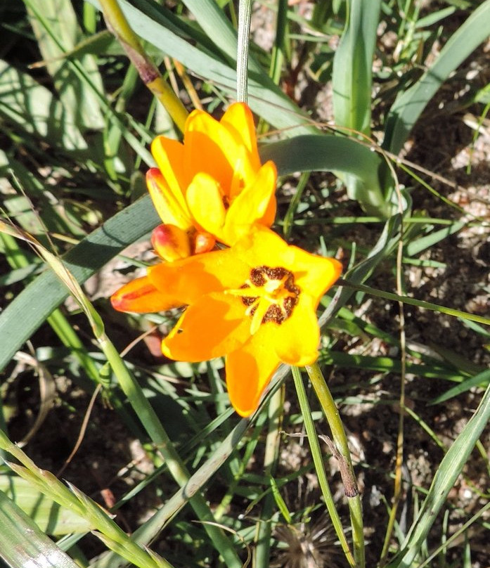 Tienie Versfeld Wildflower Reserve-Darling必去景点