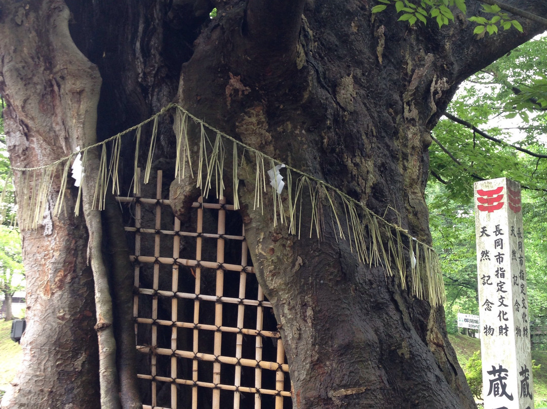 Japanese Zelkova of Zao景点图片