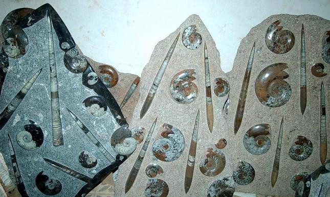 Mezane Fossil Store-Rissani必去景点