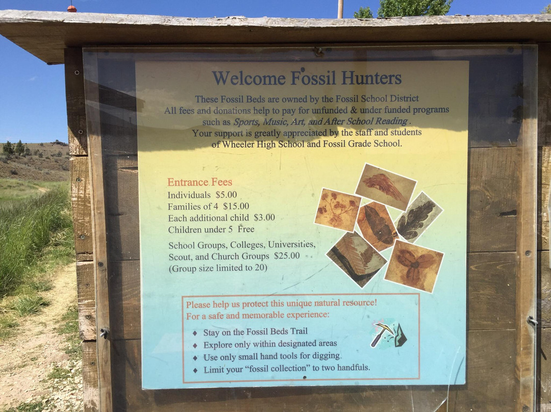 Fossils at Wheeler High School-福尔斯必去景点