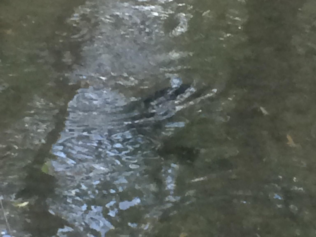 Pomona Mills Park-万锦市必去景点