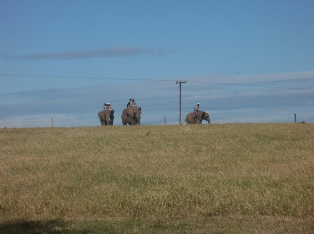 Kwantu Elephant Sanctuary-格拉罕镇必去景点