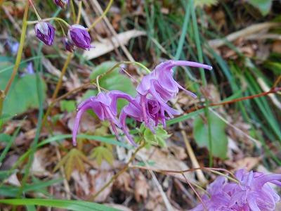 Seisho Park-新温泉町必去景点