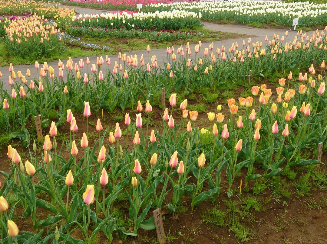 Sakura Tulip Festa景点图片