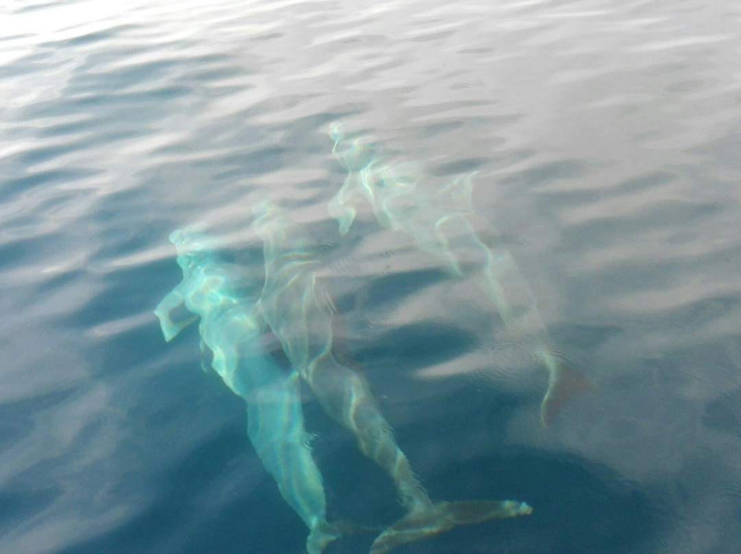 Wicked Diving Raja Ampat-索龙必去景点