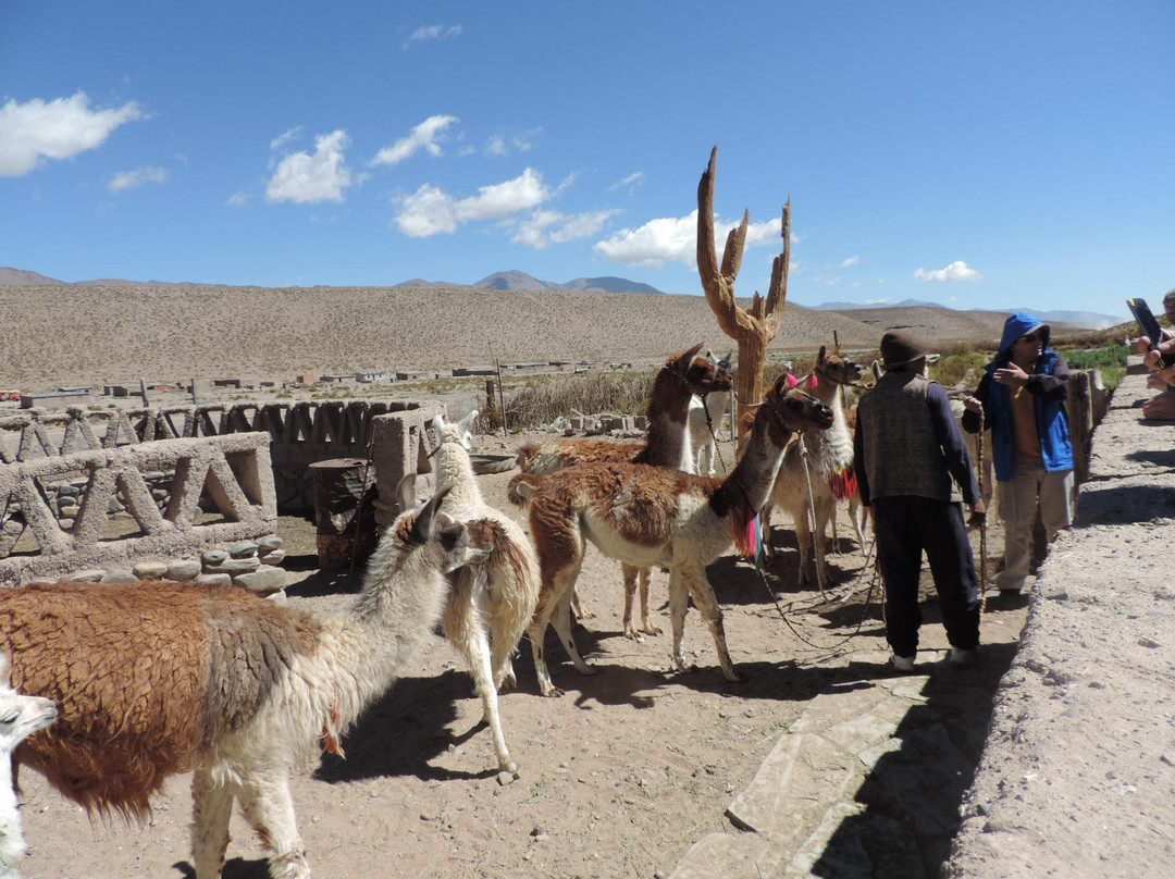 Paseo Con Llamas-San Antonio de los Cobres必去景点