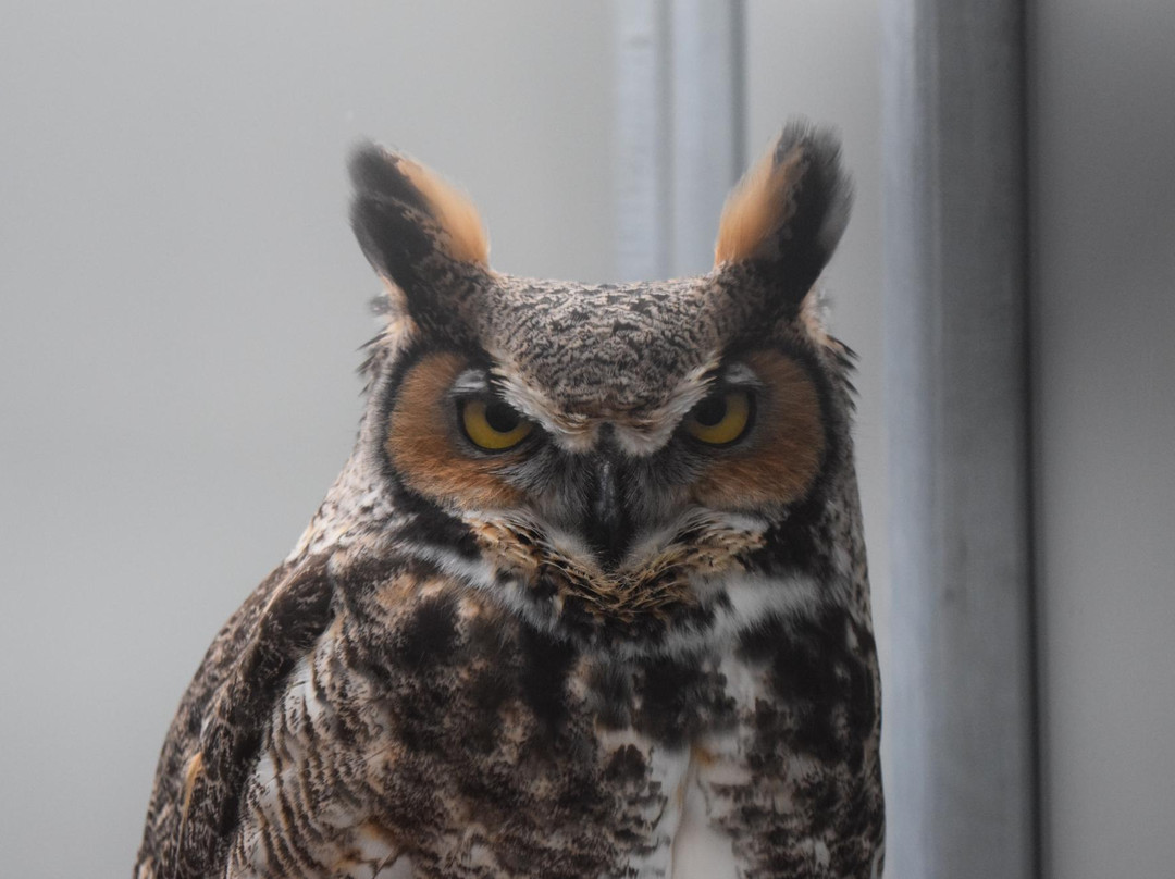 The Raptor Center-圣保罗必去景点