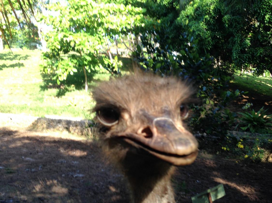 Zanzibar Land Animal Park (ZALA)-桑给巴尔岛必去景点