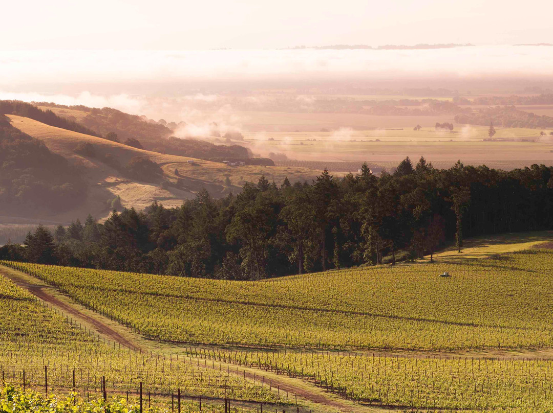 Hyland Estates Winery-Dundee必去景点