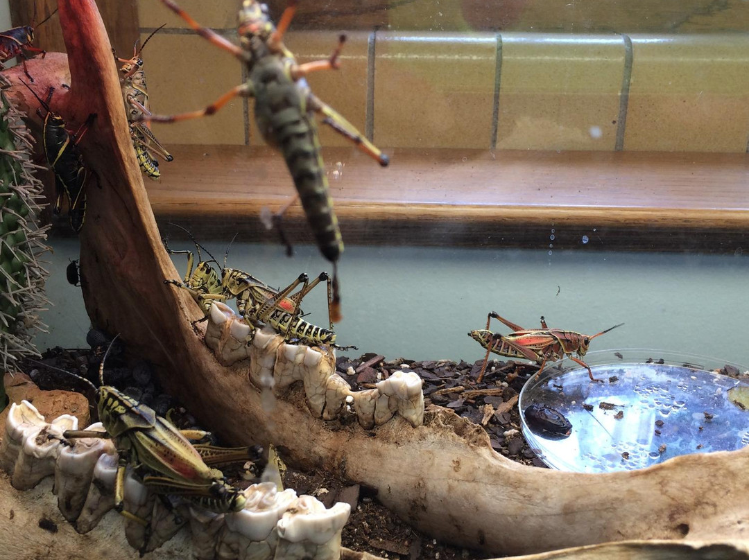 Kansas State University Insect Zoo-曼哈顿必去景点