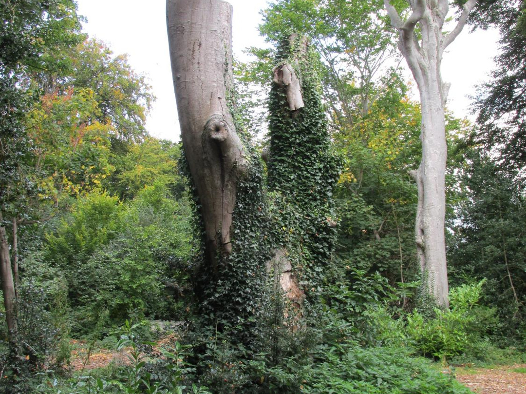 The Fairy Tree, Marlay Park-Rathfarnham必去景点