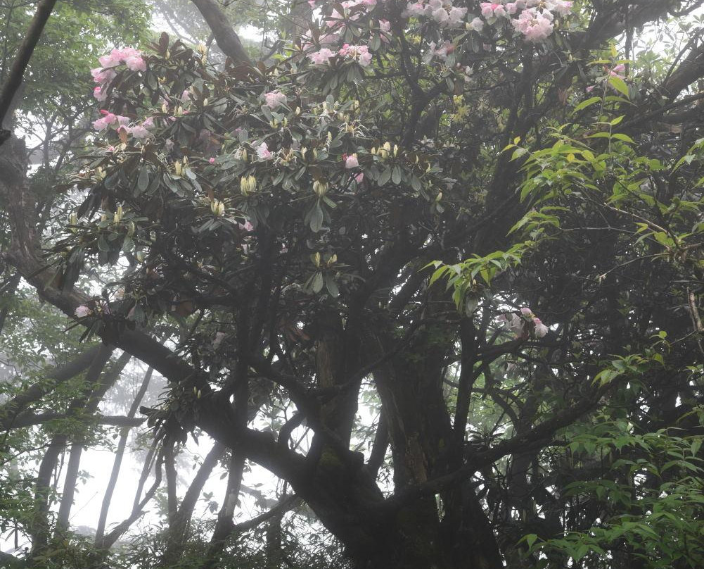 杜鹃花保护区-峨眉山市必去景点