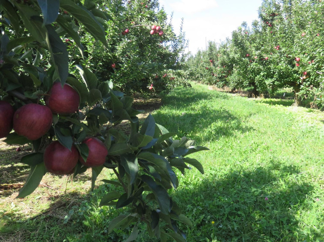 Long Family Orchard & Farm-Commerce Township必去景点