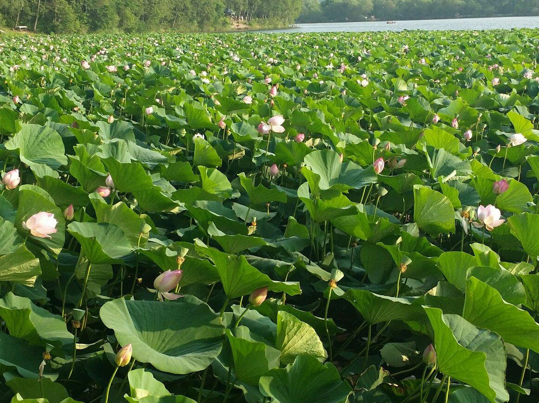 Lotosovoye Lake-乌苏里斯克必去景点
