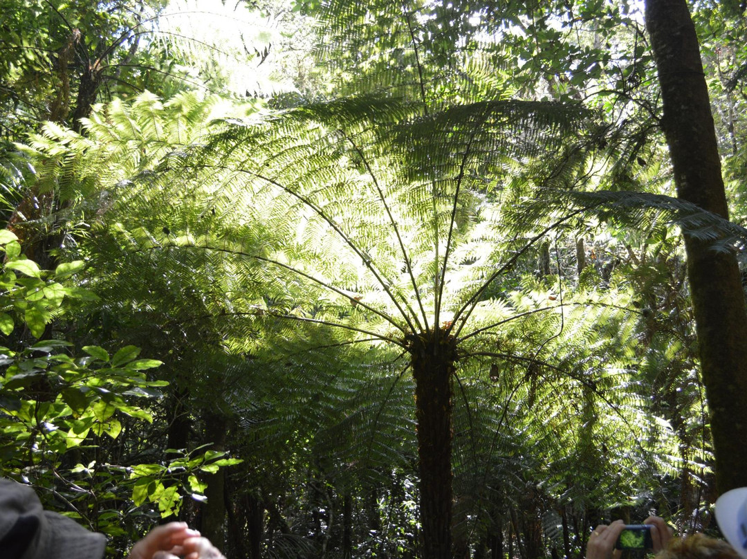 Manginangina Kauri Walk景点图片
