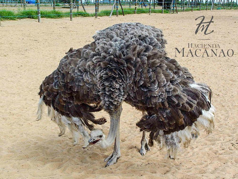 Hacienda Macanao-波拉马尔必去景点