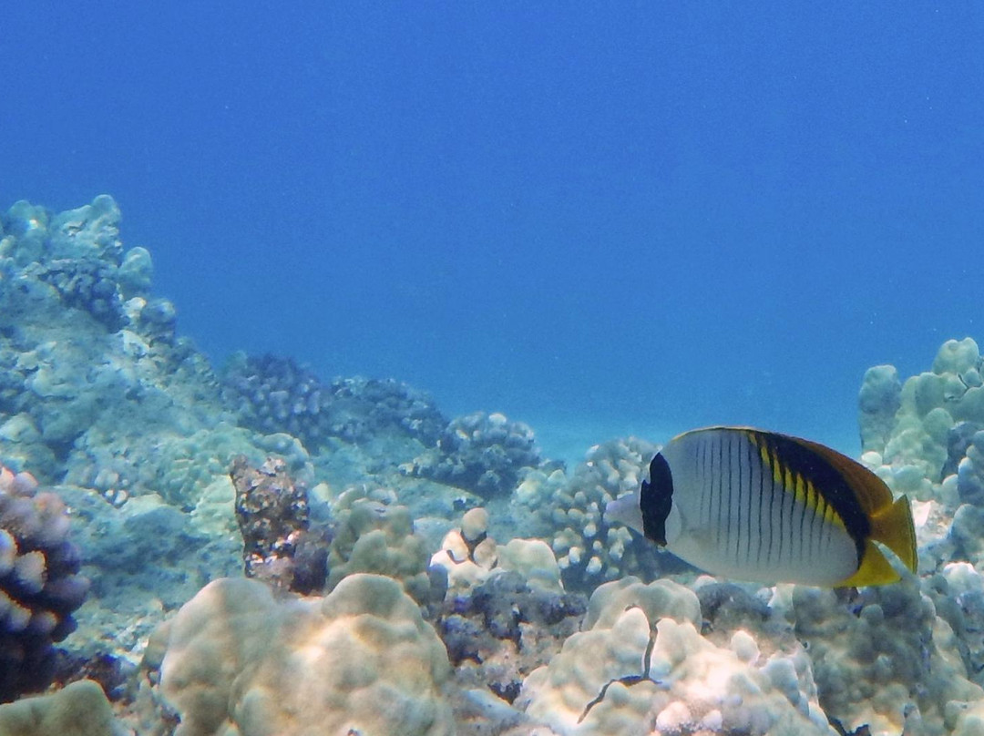 Boss Frog's Snorkel Rentals - Kaanapali-Napili-Honokowai必去景点