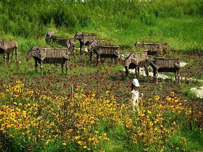 陕西佛坪国家级自然保护区-佛坪县必去景点