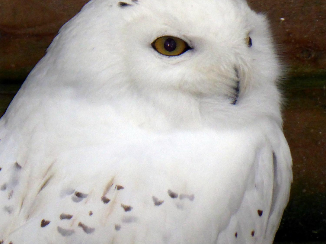 The Wolds Way Owl Trust-South Cave必去景点