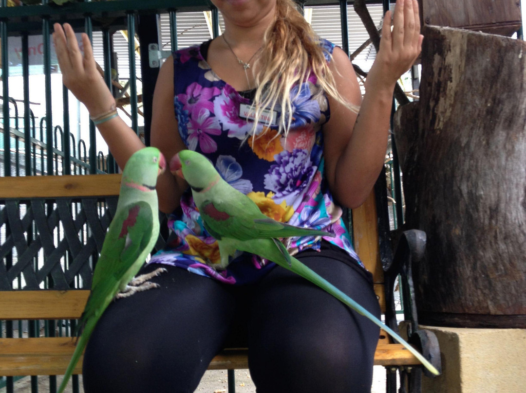 Parrots in Paradise景点图片