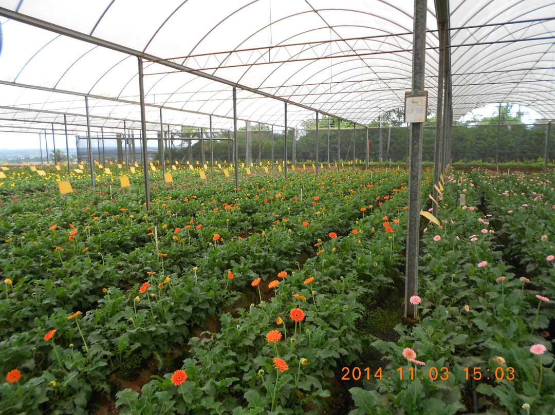 Theos Passeio Turistico-Holambra必去景点