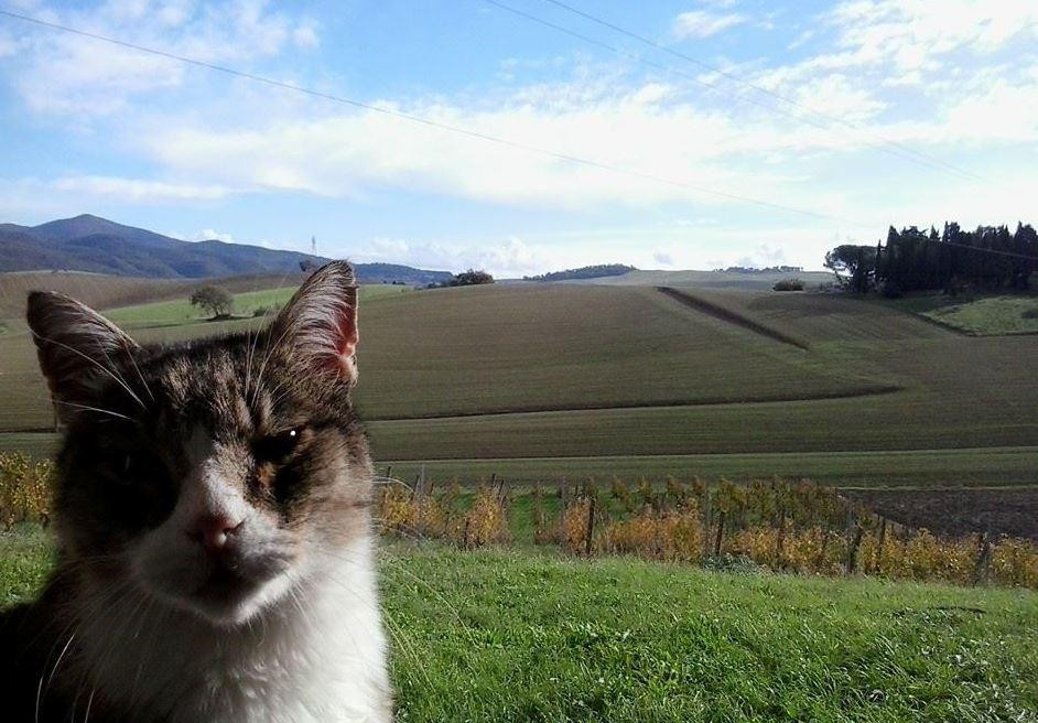 Agriturismo Nonna Emma主图