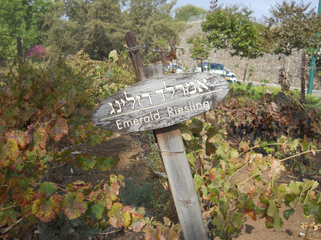 Tabor Winery-Kfar Tavor必去景点