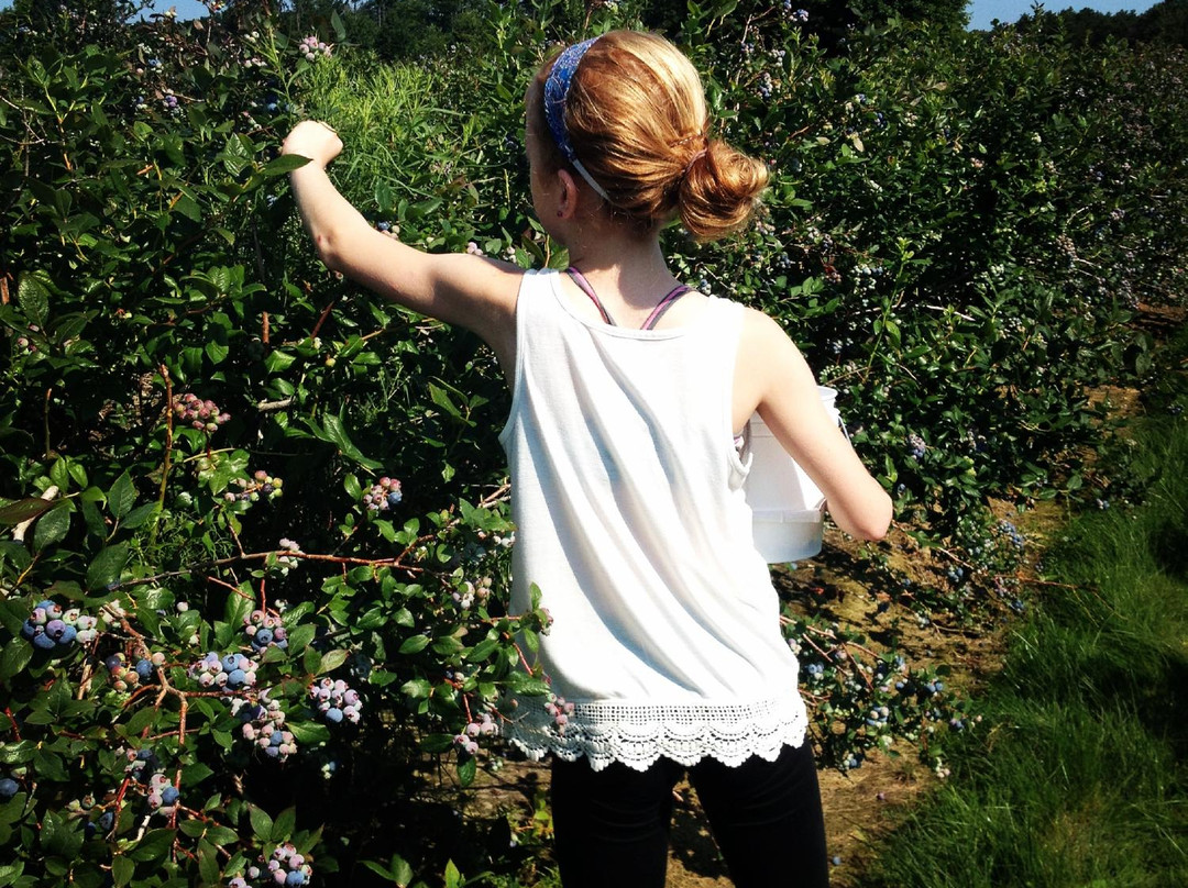 Reender's Blueberry Farm-West Olive必去景点