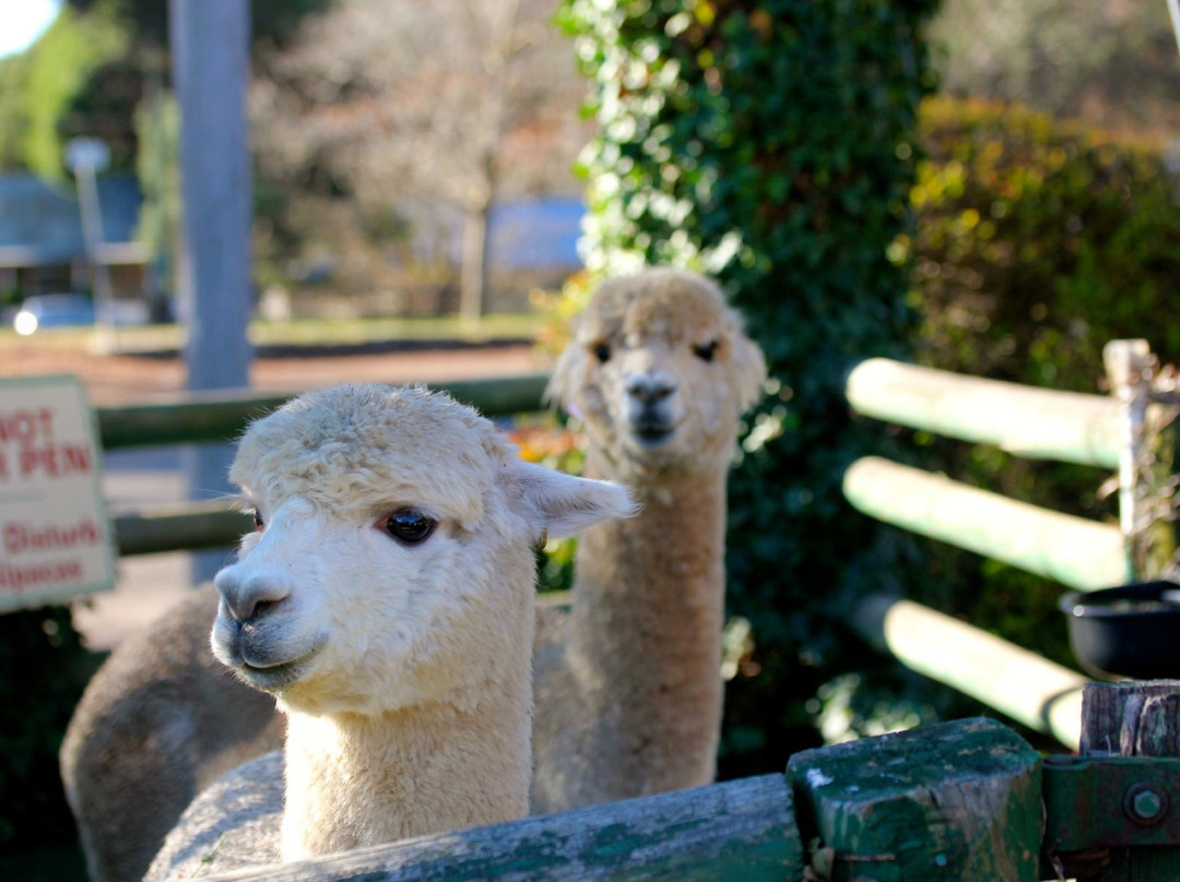 Australian Alpaca Centre-Berrima必去景点