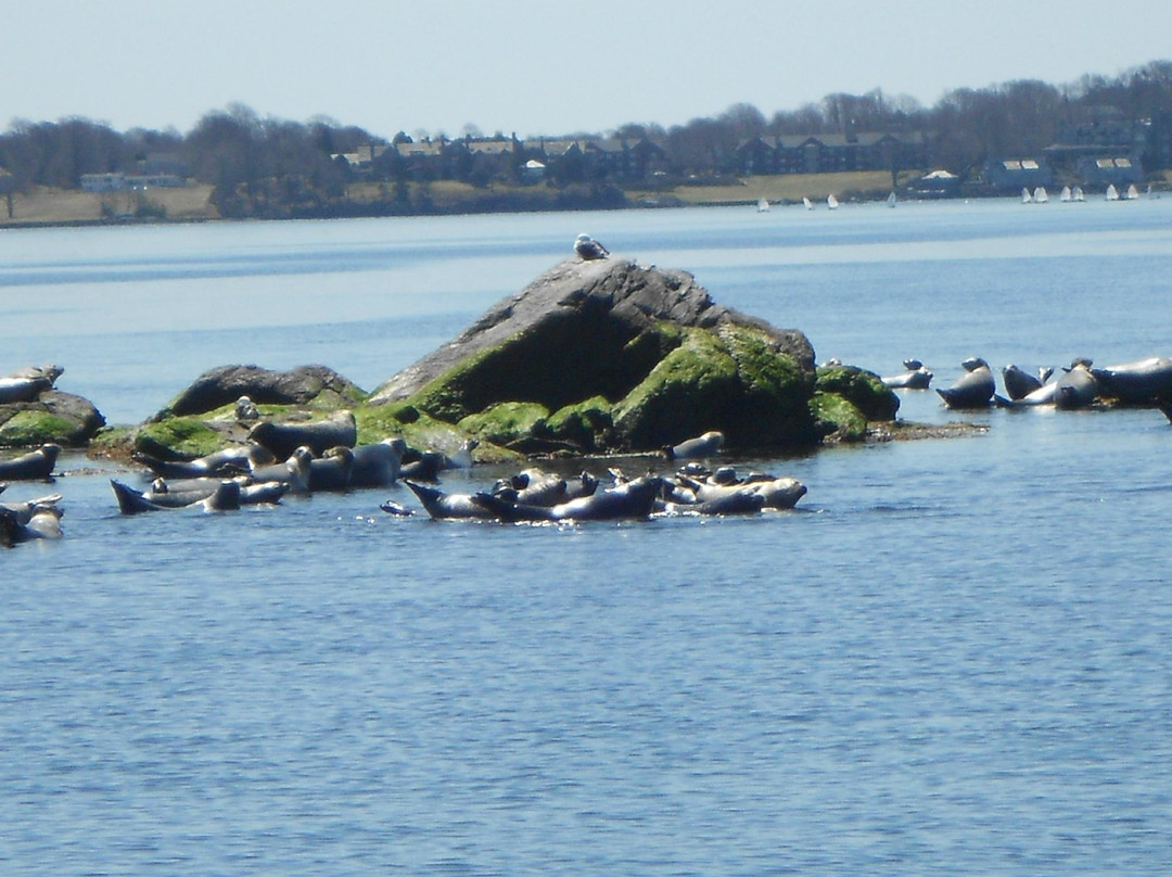 Save The Bay Seal Watch & Nature Cruises-纽波特必去景点