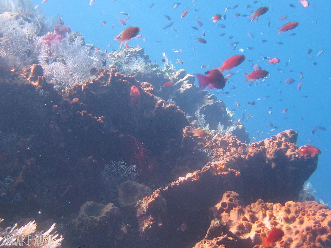 Scuba Duba Doo Dive Center-库塔必去景点