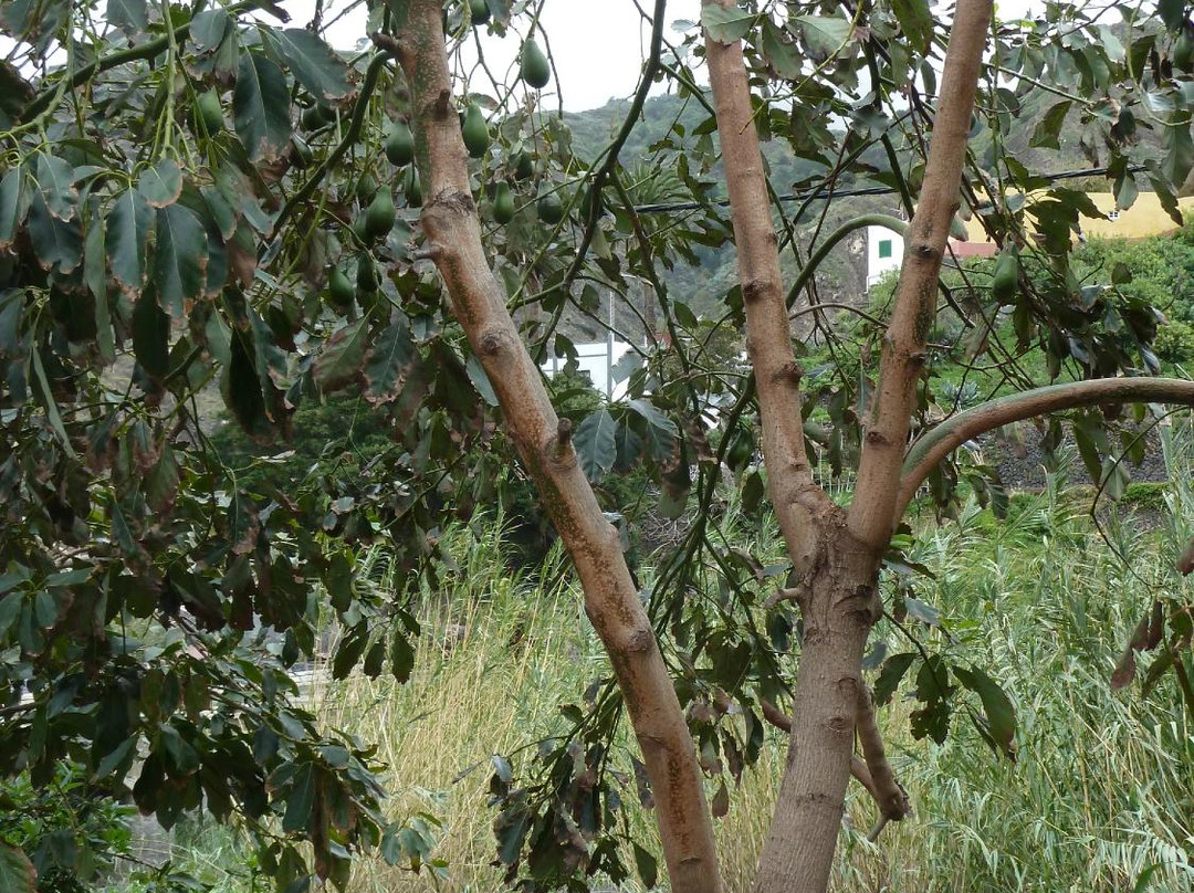 Jardin de Frutas Tropicales-Valle Gran Rey必去景点
