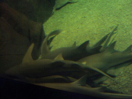 新澳海底世界-秦皇岛市必去景点