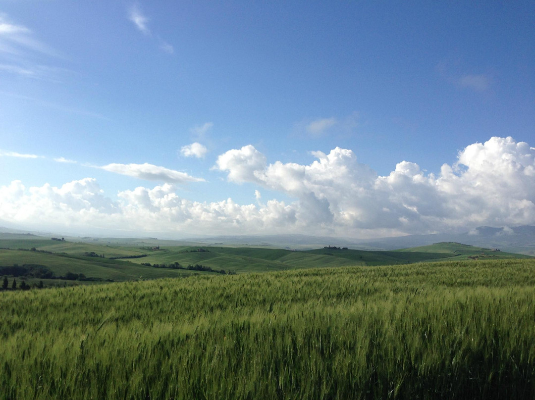 Tuscany Transfer - Private Driver Service-蒙特普尔恰诺必去景点