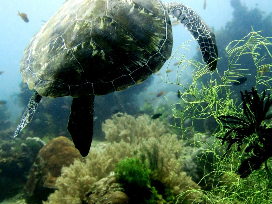 Equation Dive & Travel Different-邦劳岛必去景点