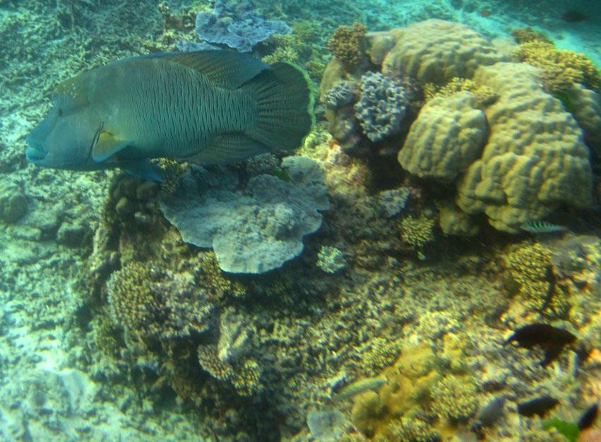 天堂礁浮潜之旅-凯恩斯必去景点