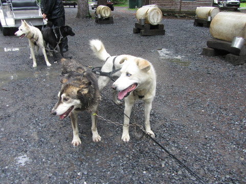 Seavey's IdidaRide Sled Dog Tours-苏厄德必去景点