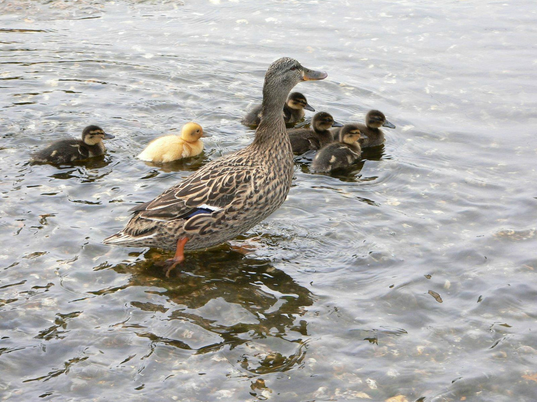 Ducksdrift主图