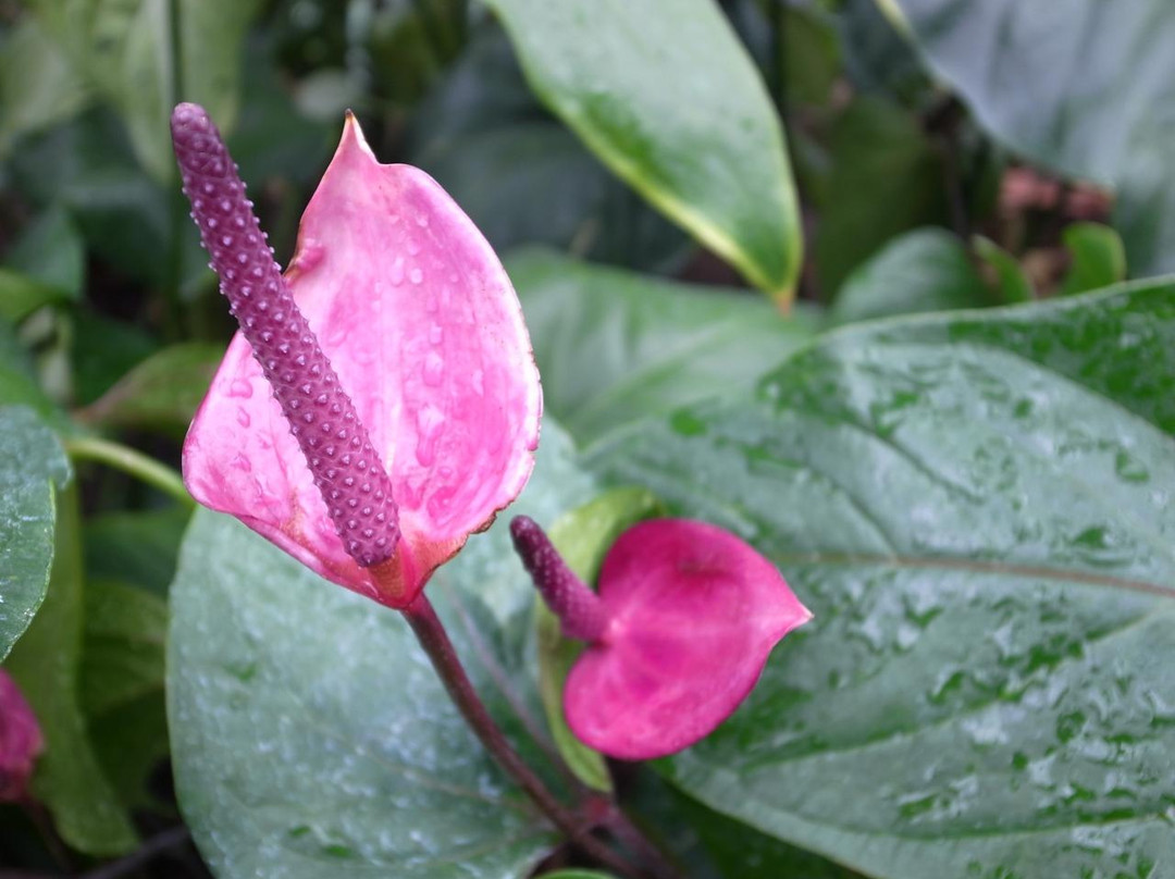 加菲尔植物园-芝加哥必去景点
