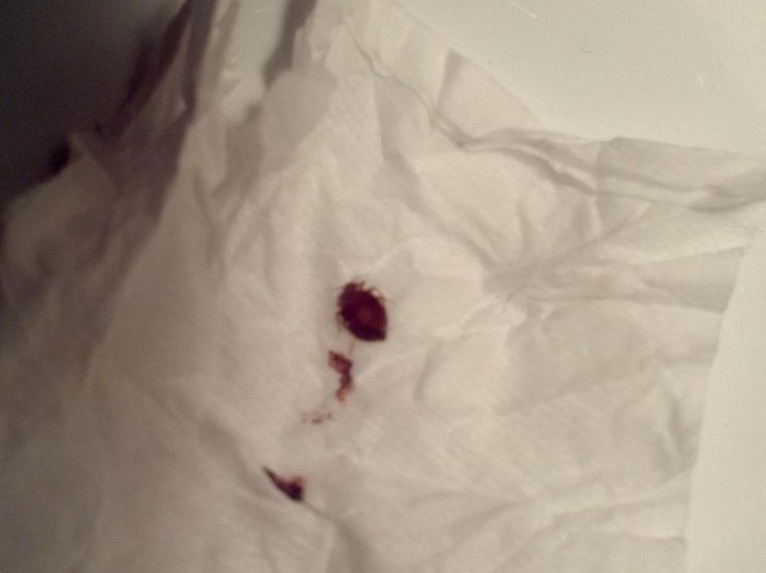 Western Budget Reddeer #1主图