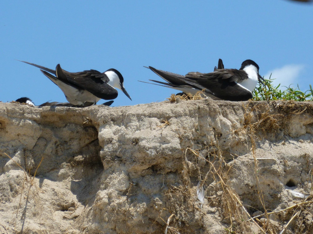 麦克拉斯沙岛-凯恩斯必去景点